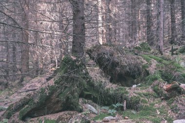 Ladin ve çam ağaçları ile herdem yeşil orman arka plan