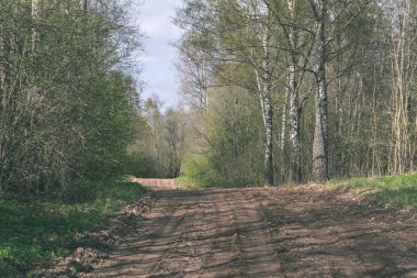 huş ağaçları yolu ormandaki yakınındaki büyüyen