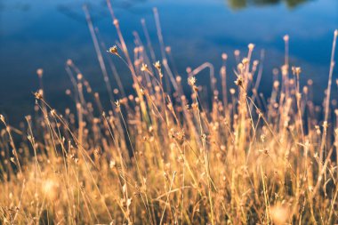 bataklık bitki örtüsü Close-up çim bents ve bitki örtüsü ile yakından, sonbaharda çıkmaza sokmak