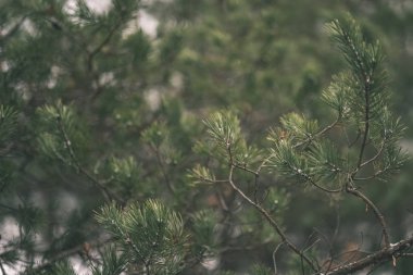 çam ağacı dalı ile arka plan bulanık yeşil iğne falan batmazdı