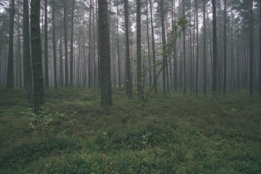 sis yeşil çim ile ormandaki Çam ağaç gövdeleri