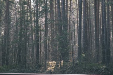 Kuru ağaç gövdeleri güneşli ormandaki arka plan