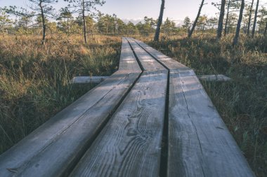 Ahşap tahta boardwalk perspektif sonbaharda bataklık bölgede