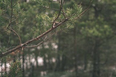 çam ağacı dalı ile arka plan bulanık yeşil iğne falan batmazdı