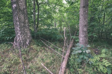 Kuru ağaç gövdeleri üzerinde arka plan bulanık ormandaki