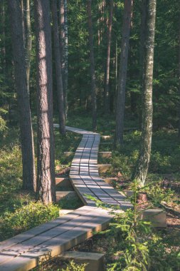 sakin ve huzurlu çam ağacı orman yeşil çim ile