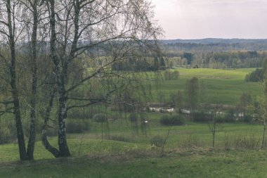 Yaz kırsal bölgede büyüyen huş ağaçları