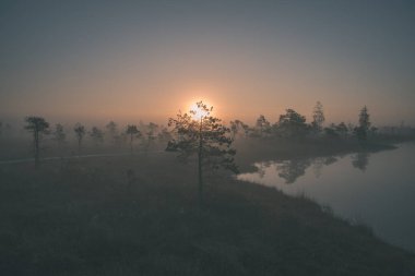 gündoğumu ile bataklık bataklık alan ağaçların su yansımaları ile siste