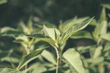 doğada büyüyen yeşil yaz yeşillik