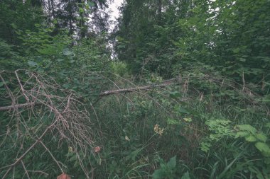 gün ışığında yeşil yaz ormandaki ağaç altındaki çalılık