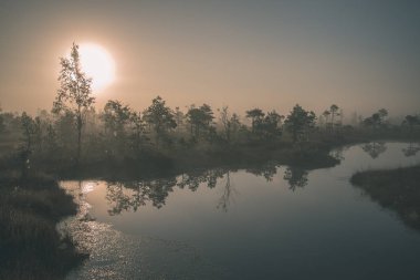 gündoğumu ile bataklık bataklık alan ağaçların su yansımaları ile siste