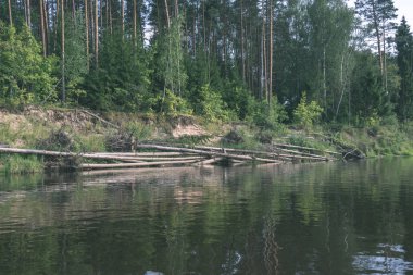 su akışı nehir Amata Letonya ile kumtaşı kayalıklarla ve yaz ormanda