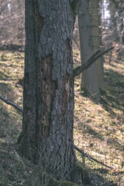 eski gri ağaç gövdesi doğada doku