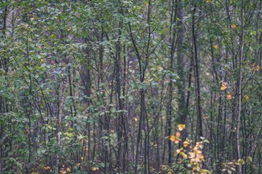gün ışığında yeşil yaz ormandaki ağaç altındaki çalılık
