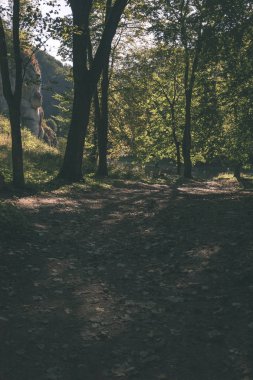 Güneşli yaz ormandaki kırsal patika 