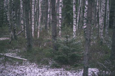 huş ağacı ve ladin ağaç gövdeleri kış orman