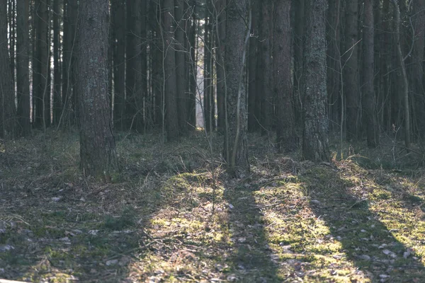 Hintergrund Trockener Baumstämme Sonnigen Wald — Stockfoto