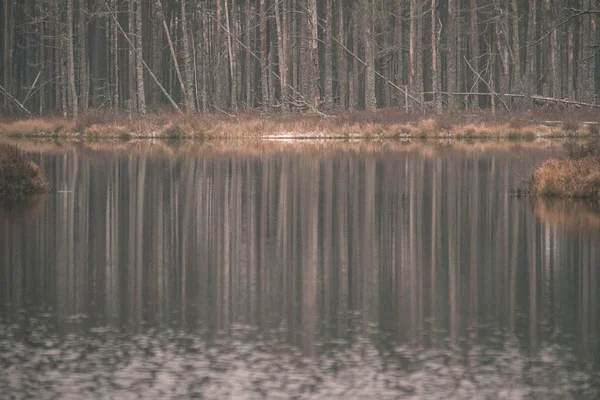 Odrazy Stromů Klidné Jezerní Vody Lese — Stock fotografie