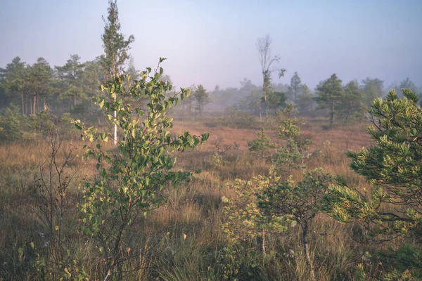 Alba Con Nebbia Zona Palude Paludosa Con Piccoli Alberi — Foto Stock