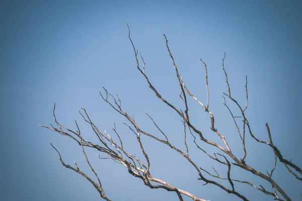 Ramas Árboles Desnudos Finales Otoño Fondo Del Cielo Azul — Foto de Stock