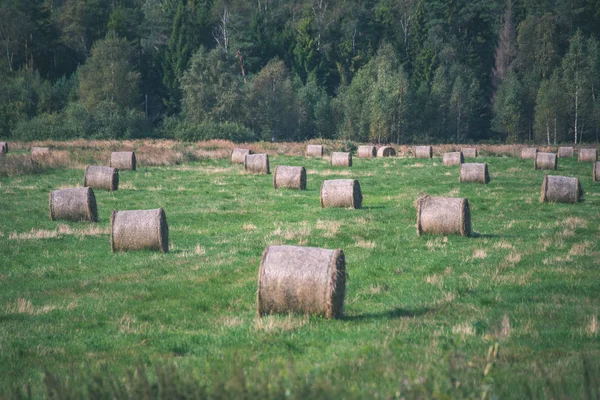 Rollos Heno Campo Verde Con Bosque Sobre Fondo —  Fotos de Stock