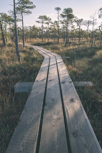 Drewniane Deski Boardwalk Bagno Obszar Jesień Perspektywie — Zdjęcie stockowe