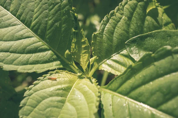 Feuillage Vert Été Croissant Dans Nature — Photo