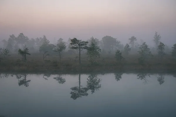 Reflexionen Von Fichten Seewasser Nebliger Sonnenaufgangsnatur — Stockfoto