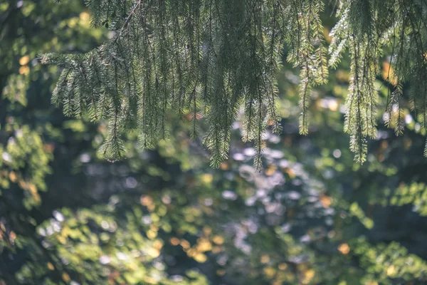 夏の森の緑の葉の背景 — ストック写真