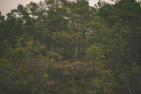 Fond Feuillage Vert Dans Une Forêt Froide Par Temps Couvert — Photo