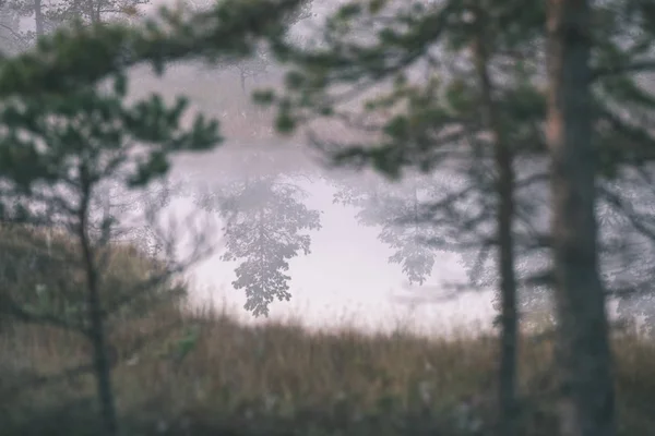 Réflexions Épinettes Dans Eau Lac Dans Nature Brumeuse Lever Soleil — Photo