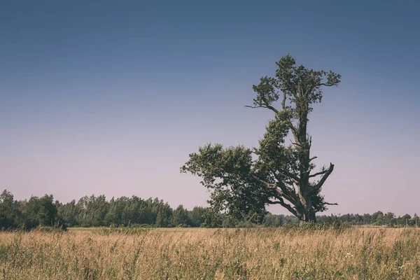 Вид Старого Сухого Дерева Голубым Небом Сельской Местности — стоковое фото