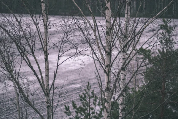 Goły Brzozy Zimowych Krajobrazów — Zdjęcie stockowe