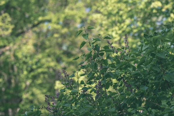 doğada büyüyen yeşil yaz yeşillik