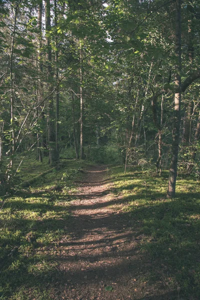 Sendero Senderismo Bosque Verano Con Follaje Verde Luz Del Sol —  Fotos de Stock