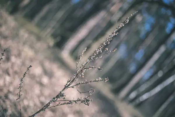 Close Galhos Árvores Nuas Com Botões Início Primavera Fundo Borrado — Fotografia de Stock