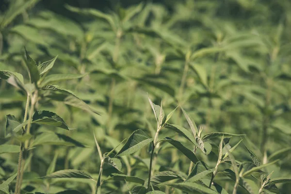 Gröna Sommaren Bladverk Växer Naturen — Stockfoto