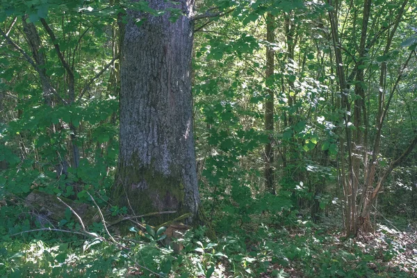 Tronco Árvore Árvore Grande Que Cresce Floresta — Fotografia de Stock