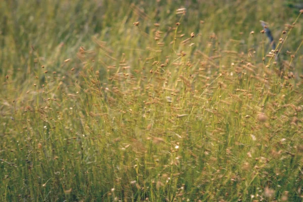 Primo Piano Della Vegetazione Paludosa Vicino Con Curve Erba Fogliame — Foto Stock