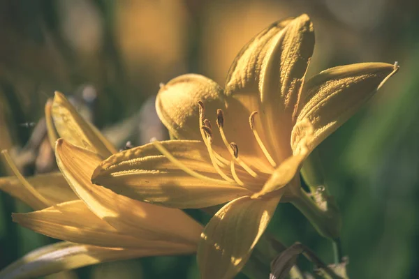 Kırsal Bahçe Yaz Çiçek Çiçek Üzerinde Arka Plan Bulanık — Stok fotoğraf