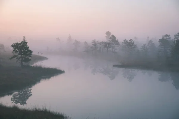 misty swamp bog area at bright sunrise