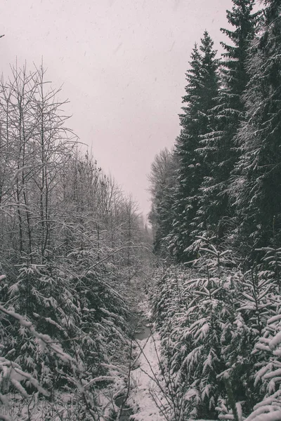 Venkovské Krajiny Poli Stromy Pokryté Sněhem Lotyšsku — Stock fotografie