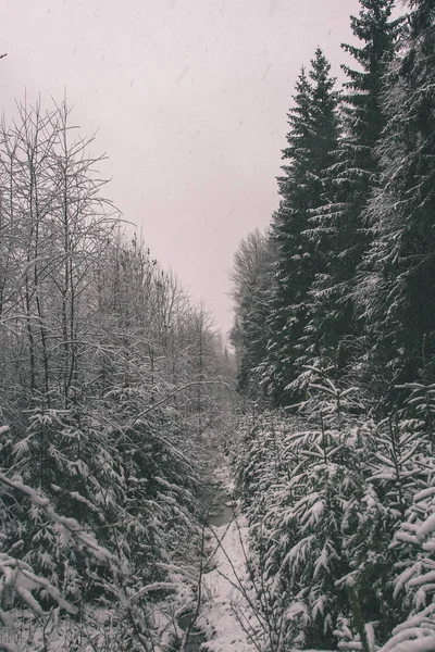 Paysage Rural Avec Des Champs Des Arbres Couverts Neige Lettonie — Photo