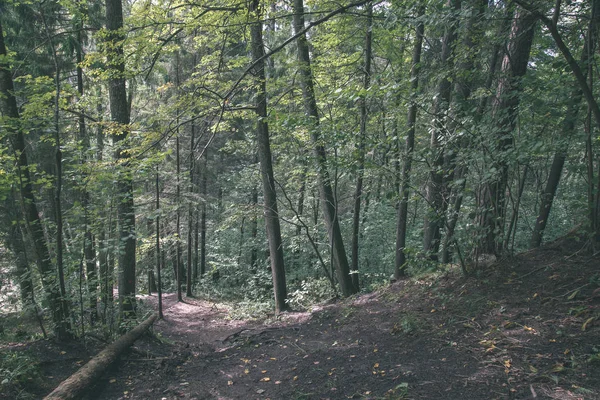 在夏季森林中的远足小径小道与绿色的树叶阳光 — 图库照片
