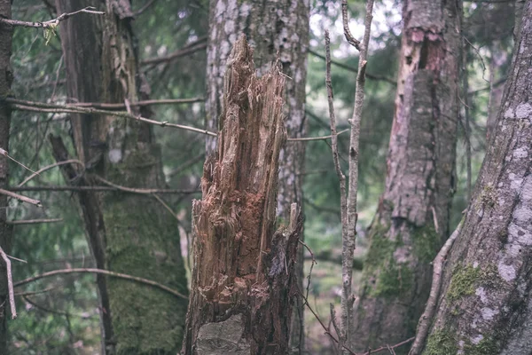 背景をぼかした写真の森で木の幹を乾燥します — ストック写真