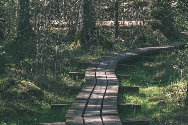 Ahşap tahta boardwalk perspektif sonbaharda bataklık bölgede