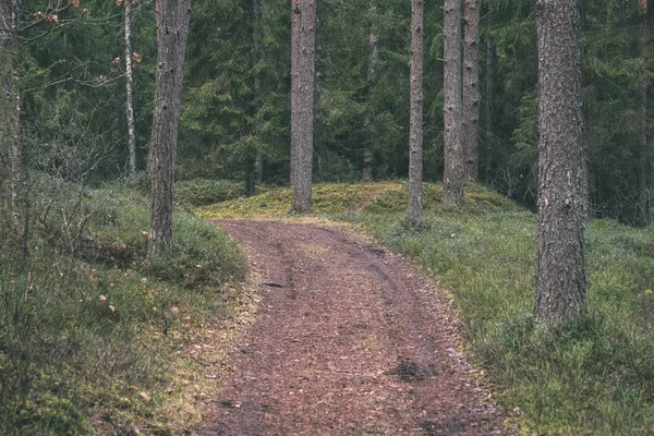 Sentiers Ruraux Dans Forêt Verte Été — Photo