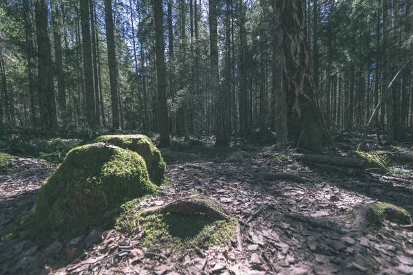 Pohled Hrubé Skály Podzimním Lese — Stock fotografie