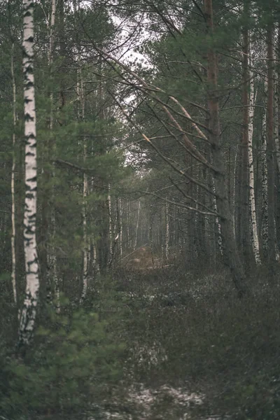 Foresta Mista Nel Tardo Autunno Nuvoloso — Foto Stock