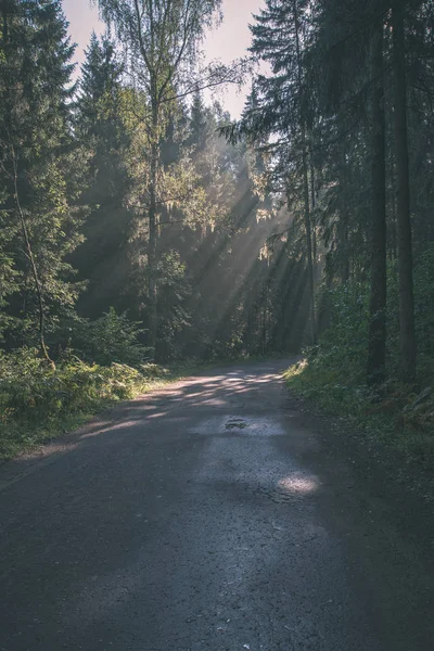 Morning Sun Light Shining Trees Road Woods — Stock Photo, Image